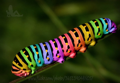 Photo:  rainbow caterpillar